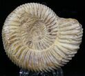 Perisphinctes Ammonite - Jurassic #22836-1
